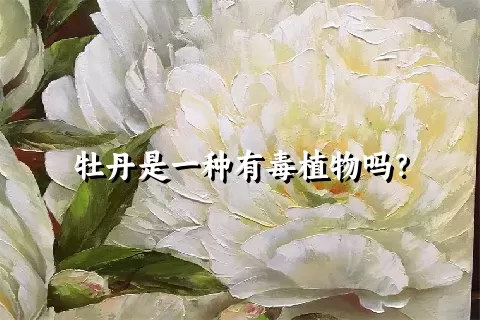 牡丹是一种有毒植物吗？