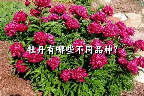 牡丹有哪些不同品种？