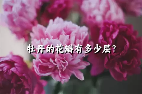 牡丹的花瓣有多少层？