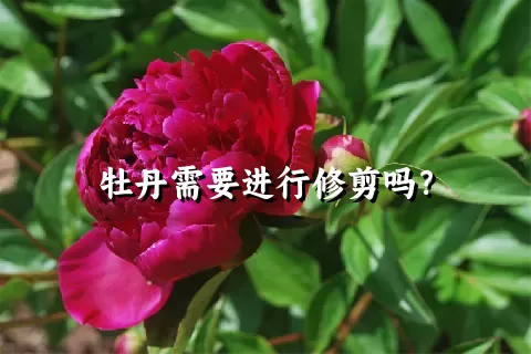 牡丹需要进行修剪吗？