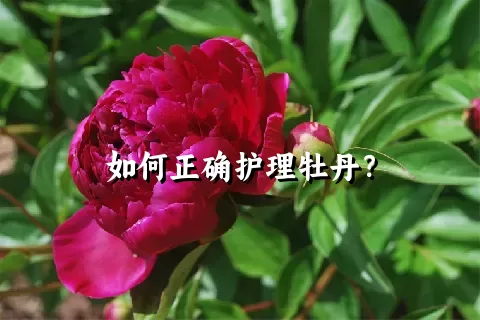 如何正确护理牡丹？