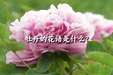 牡丹的花语是什么？