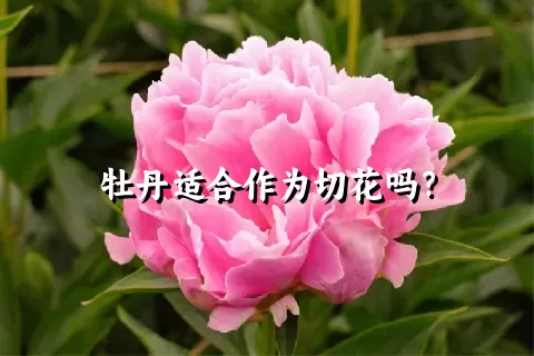 牡丹适合作为切花吗？