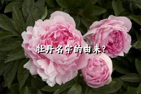 牡丹名字的由来？