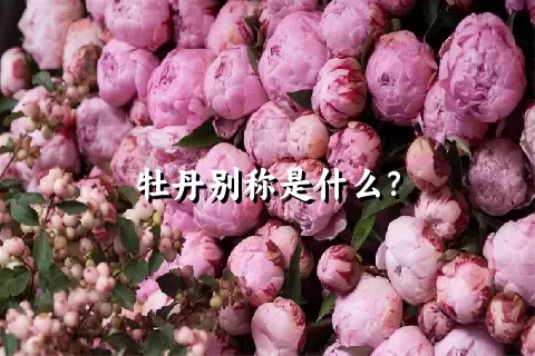 牡丹别称是什么？