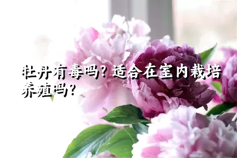 牡丹有毒吗？适合在室内栽培养殖吗？