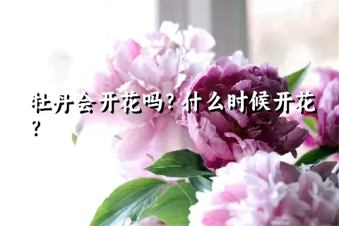 牡丹会开花吗？什么时候开花？