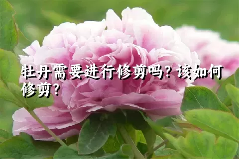 牡丹需要进行修剪吗？该如何修剪？