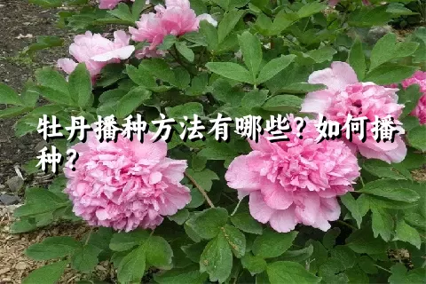 牡丹播种方法有哪些？如何播种？