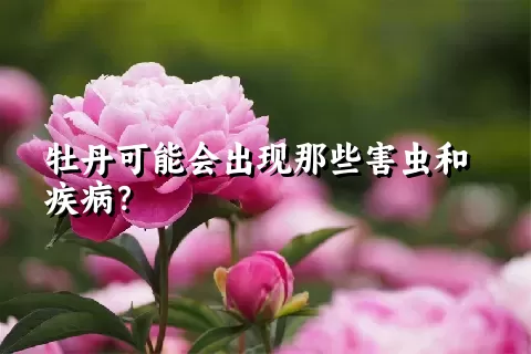 牡丹可能会出现那些害虫和疾病？