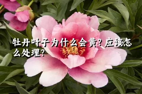 牡丹叶子为什么会黄？应该怎么处理？