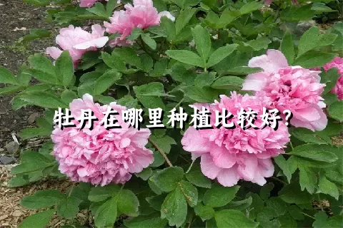 牡丹在哪里种植比较好？