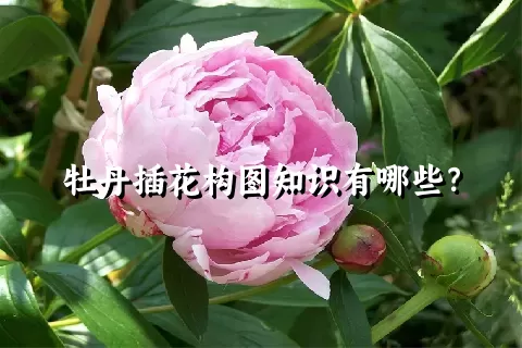 牡丹插花构图知识有哪些？