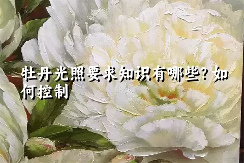 牡丹光照要求知识有哪些？如何控制