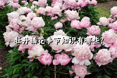 牡丹插花季节知识有哪些？