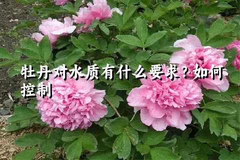 牡丹对水质有什么要求？如何控制