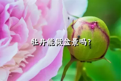 牡丹能做盆景吗？