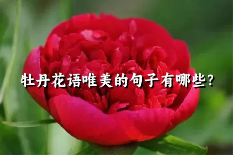 牡丹花语唯美的句子有哪些？