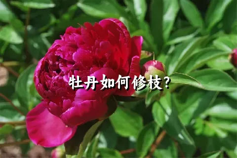 牡丹如何修枝？