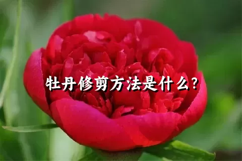 牡丹修剪方法是什么？