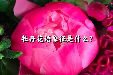 牡丹花语象征是什么？