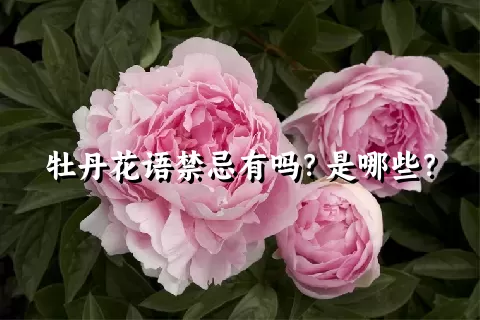 牡丹花语禁忌有吗？是哪些？