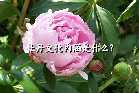 牡丹文化内涵是什么？