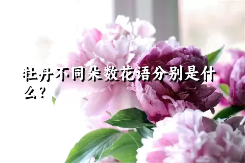 牡丹不同朵数花语分别是什么？