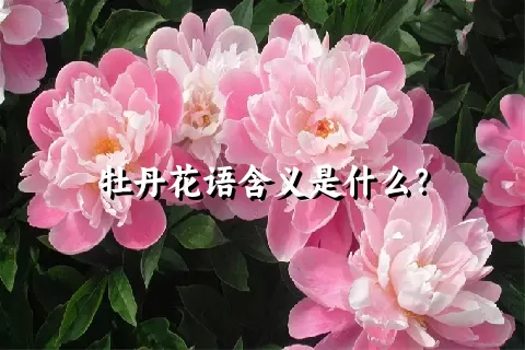 牡丹花语含义是什么？