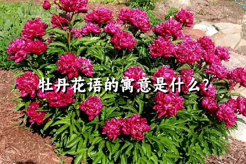 牡丹花语的寓意是什么？