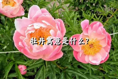 牡丹寓意是什么？