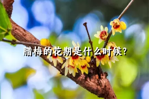 腊梅的花期是什么时候？