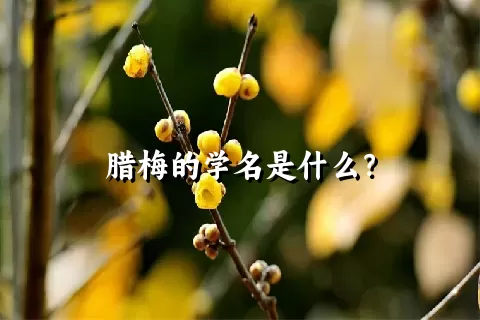 腊梅的学名是什么？