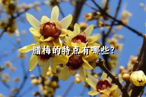 腊梅的特点有哪些？