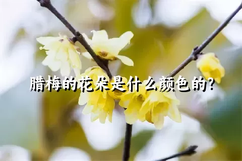 腊梅的花朵是什么颜色的？