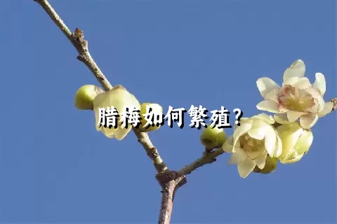 腊梅如何繁殖？