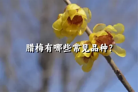 腊梅有哪些常见品种？