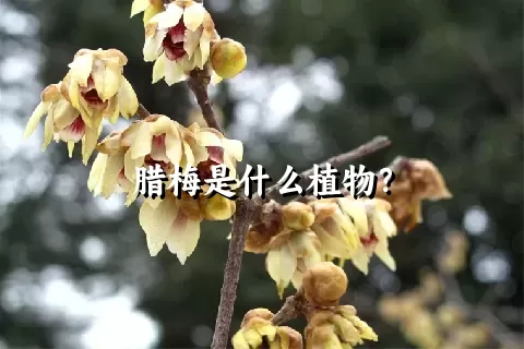 腊梅是什么植物？