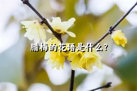 腊梅的花语是什么？