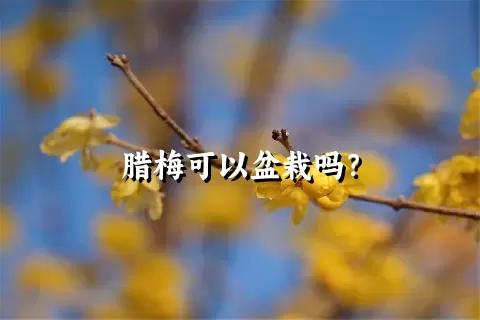 腊梅可以盆栽吗？