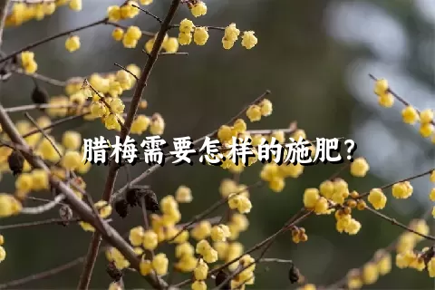 腊梅需要怎样的施肥？