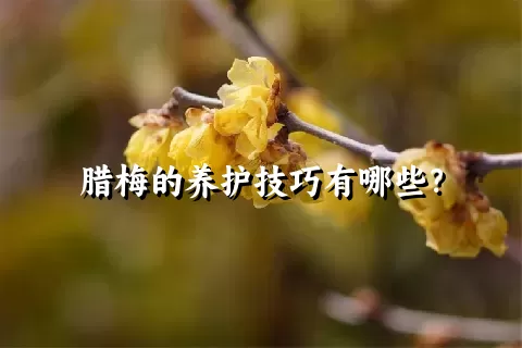 腊梅的养护技巧有哪些？