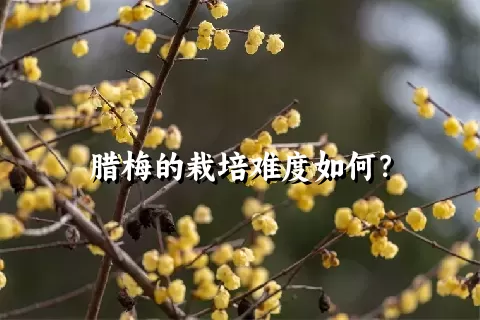 腊梅的栽培难度如何？