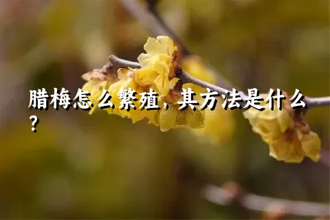 腊梅怎么繁殖，其方法是什么？