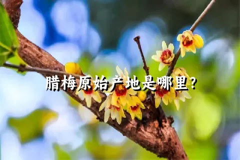 腊梅原始产地是哪里？