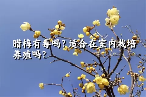 腊梅有毒吗？适合在室内栽培养殖吗？