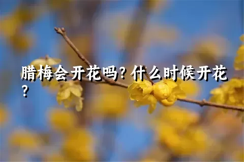 腊梅会开花吗？什么时候开花？