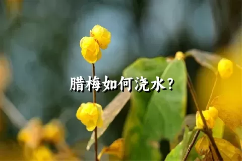 腊梅如何浇水？