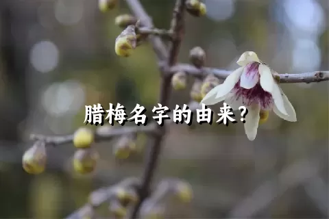 腊梅名字的由来？