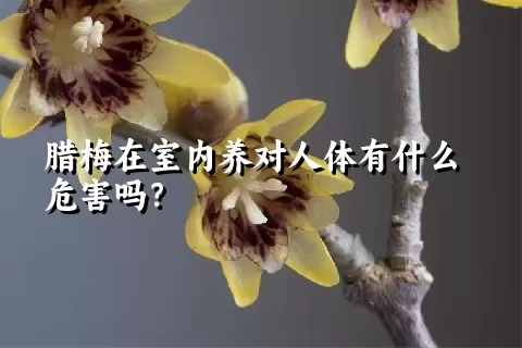 腊梅在室内养对人体有什么危害吗？